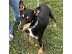 Jacky, German Pinscher For Adoption In Batavia, Ohio