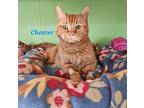 Chester, Domestic Shorthair For Adoption In Ogden, Utah