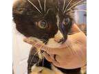 Omaha, Domestic Shorthair For Adoption In St. Augustine, Florida