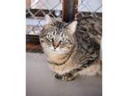 Max, Domestic Shorthair For Adoption In Ogden, Utah