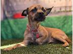 Yak, Terrier (unknown Type, Medium) For Adoption In Phoenix, Arizona
