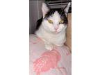 Ruthie, Domestic Shorthair For Adoption In Toronto, Ontario