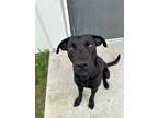 Buddy 689697, Labrador Retriever For Adoption In Hayden, Idaho