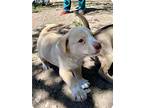 Alex, Labrador Retriever For Adoption In Paramus, New Jersey