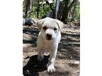 Izzy, Labrador Retriever For Adoption In Paramus, New Jersey