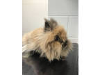Honey Pie (ruby), Lionhead For Adoption In Eau Claire, Wisconsin