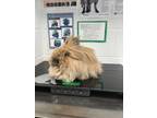 Honey Blossom (izzy), Lionhead For Adoption In Eau Claire, Wisconsin