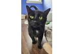 Ziva - Scutter, Domestic Shorthair For Adoption In Eau Claire, Wisconsin
