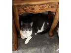 Sam And Hetty ***courtesy Post***, American Shorthair For Adoption In Seven