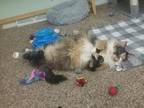 Luna , Domestic Shorthair For Adoption In Eau Claire, Wisconsin