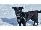 Thor, American Staffordshire Terrier For Adoption In Edmonton, Alberta