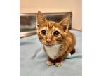 Sandy Cheeks, Domestic Shorthair For Adoption In Roswell, Georgia