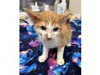 Squidward, Domestic Shorthair For Adoption In Roswell, Georgia