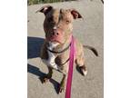 Daisy Mae, American Pit Bull Terrier For Adoption In Oak Park, Illinois