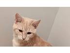 Meshack, Domestic Shorthair For Adoption In South Bend, Indiana