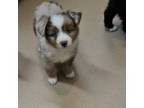 Miniature Australian Shepherd Puppy for sale in Milton, WI, USA