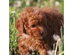 Mutt Puppy for sale in Galena, MO, USA