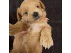 Maltipoo Puppy for sale in Jasper, GA, USA