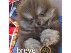 Pomeranian Puppy for sale in Westphalia, KS, USA