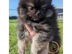 Pomeranian Puppy for sale in Westphalia, KS, USA