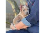 Thai Ridgeback Puppy for sale in Saint Petersburg, FL, USA
