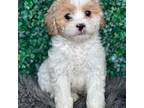 Cavachon Puppy for sale in Sugarcreek, OH, USA