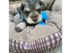 Schnauzer (Miniature) Puppy for sale in Rincon, GA, USA