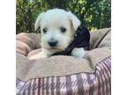 Schnauzer (Miniature) Puppy for sale in Rincon, GA, USA