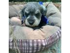 Schnauzer (Miniature) Puppy for sale in Rincon, GA, USA