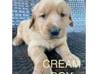 Golden Retriever Puppy for sale in Spokane, WA, USA