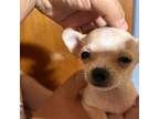Chihuahua Puppy for sale in Lake Placid, FL, USA