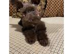 Schnauzer (Miniature) Puppy for sale in Kyle, TX, USA