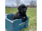 Labrador Retriever Puppy for sale in Middlebury, IN, USA