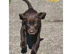Labrador Retriever Puppy for sale in Cathlamet, WA, USA