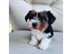 Yorkshire Terrier Puppy for sale in Media, PA, USA