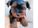 Yorkshire Terrier Puppy for sale in Media, PA, USA