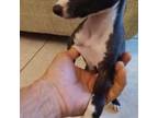 Greyhound Puppy for sale in Laredo, TX, USA