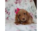 Dachshund Puppy for sale in Bremen, IN, USA