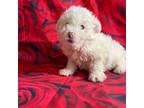 Wapoo Puppy for sale in Orlando, FL, USA