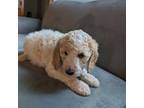 Goldendoodle Puppy for sale in Kent, WA, USA