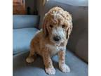 Goldendoodle Puppy for sale in Kent, WA, USA