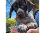 German Shorthaired Pointer Puppy for sale in Dinwiddie, VA, USA