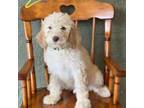 Goldendoodle Puppy for sale in Brownsville, TX, USA