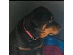 Rottweiler Puppy for sale in Mahan, WV, USA