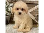 Mutt Puppy for sale in Sharon, KS, USA