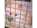 Pomeranian Puppy for sale in Abilene, TX, USA