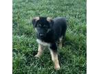 German Shepherd Dog Puppy for sale in Oak Grove, MO, USA