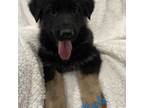 German Shepherd Dog Puppy for sale in Oak Grove, MO, USA