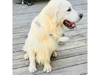 Golden Retriever Puppy for sale in Rocky Mount, NC, USA