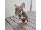 French Bulldog Puppy for sale in Farmington Hills, MI, USA